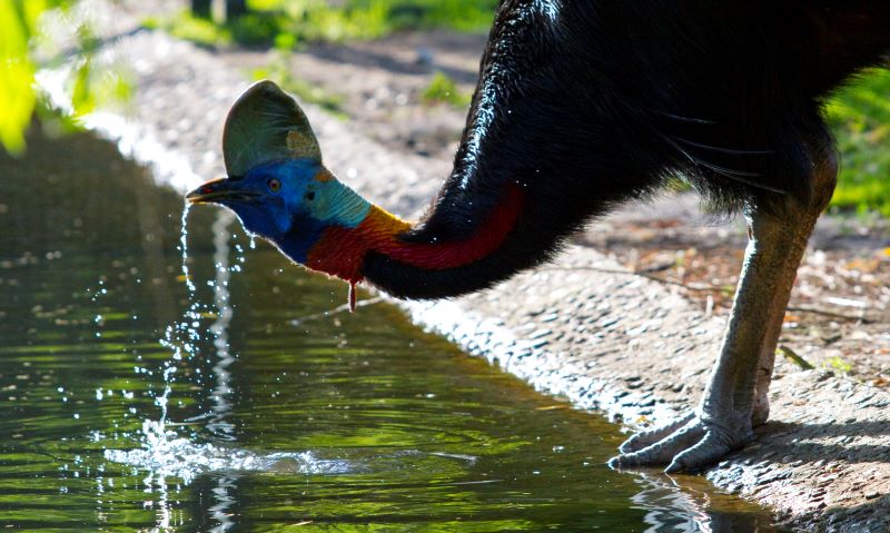 Kasuar der gefährlichste Vogel der Welt? Weltvogel